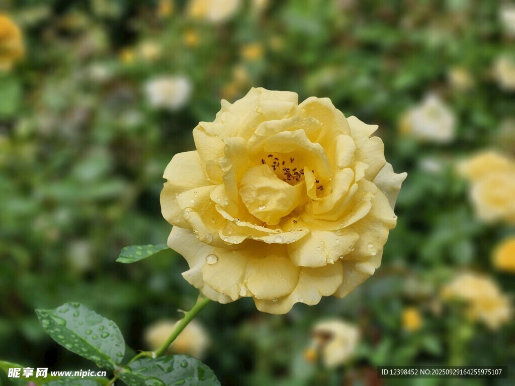 黄色单朵玫瑰绽放