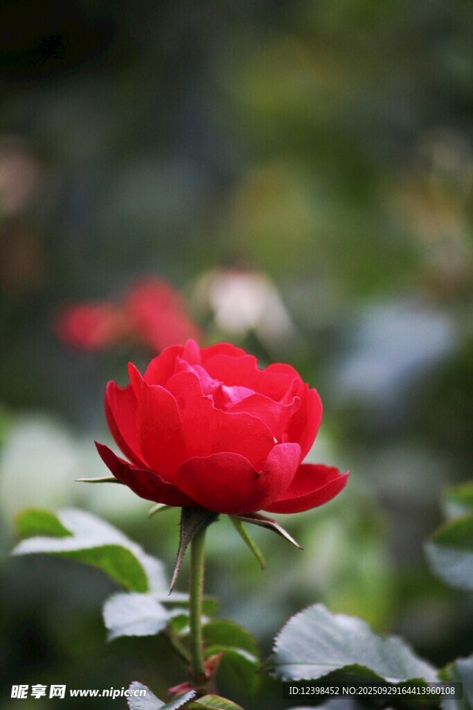 娇艳红玫瑰绽放