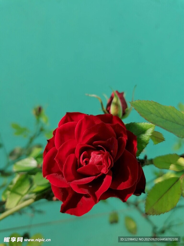 娇艳红玫瑰绽放绿叶间