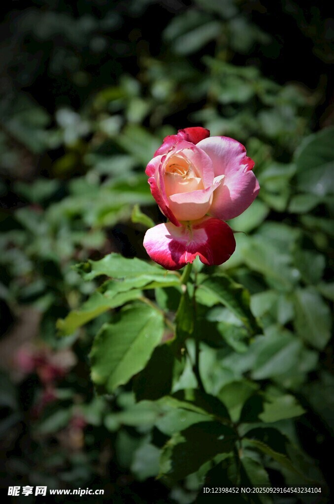 娇艳双色月季花绽放