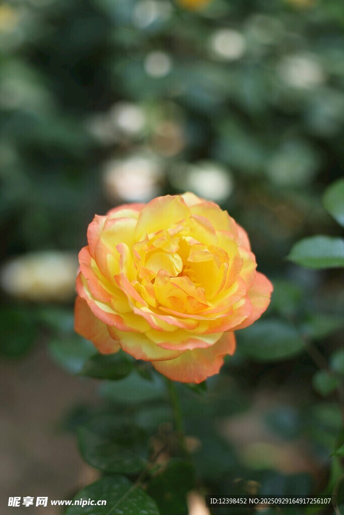 娇艳黄粉渐变月季花