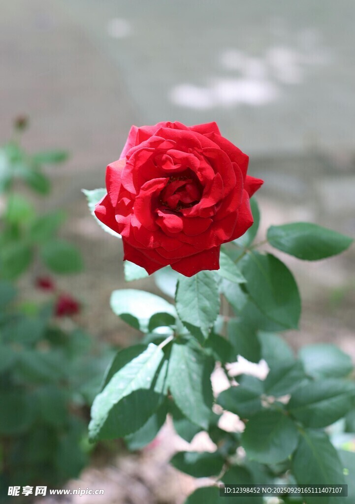 娇艳红玫瑰绽放