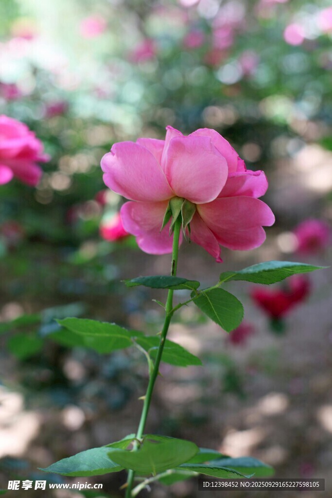 娇艳粉色月季花绽放