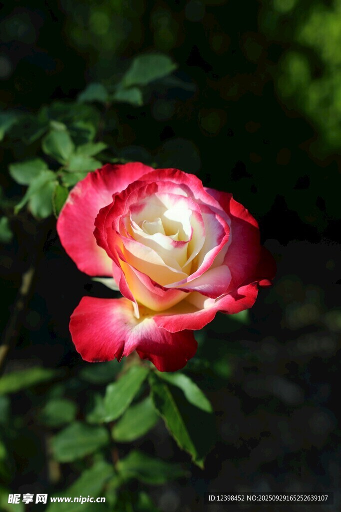 娇艳双色月季花