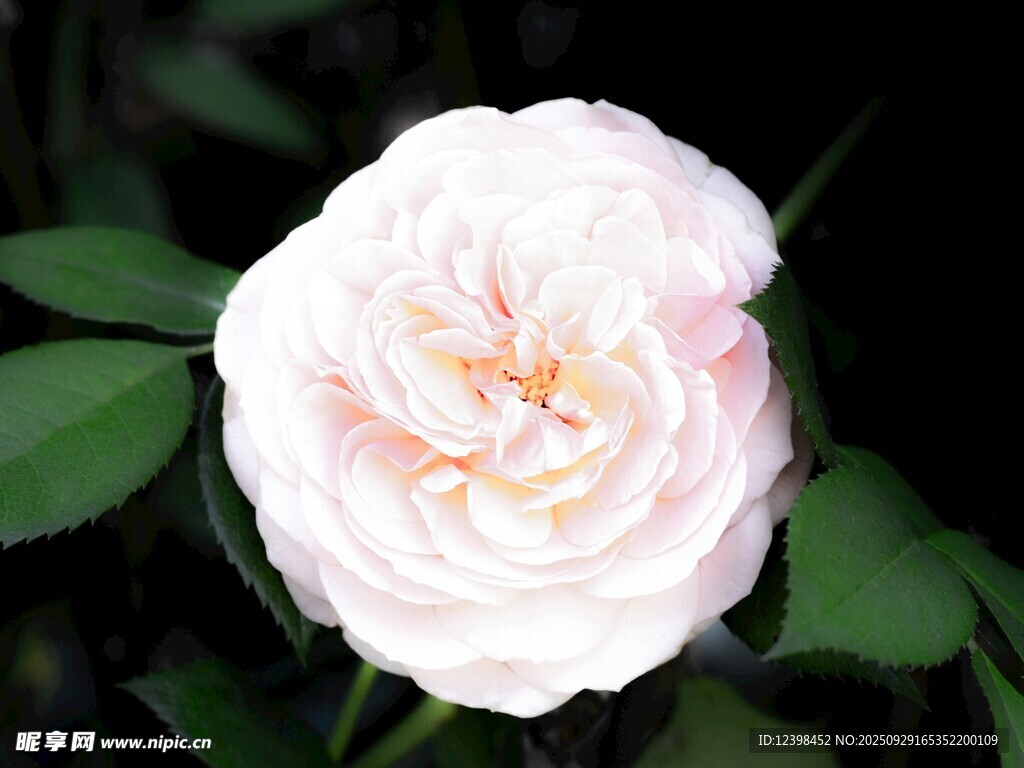 粉色柔美绽放的月季花