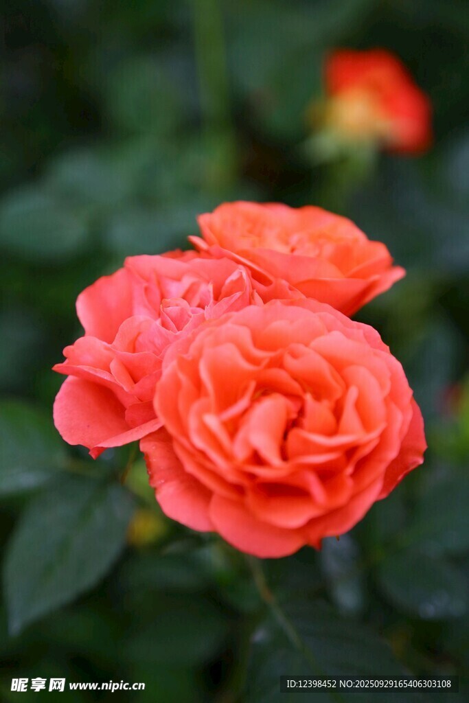 娇艳橙红色月季花绽放