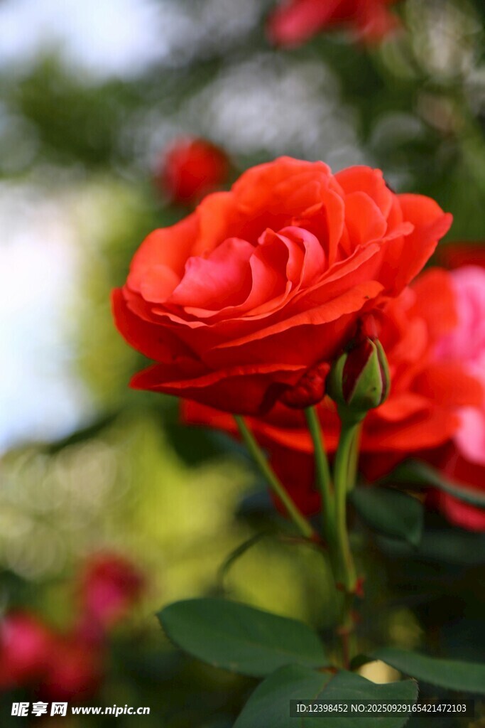 娇艳红玫瑰绽放