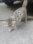 行走的花纹猫咪