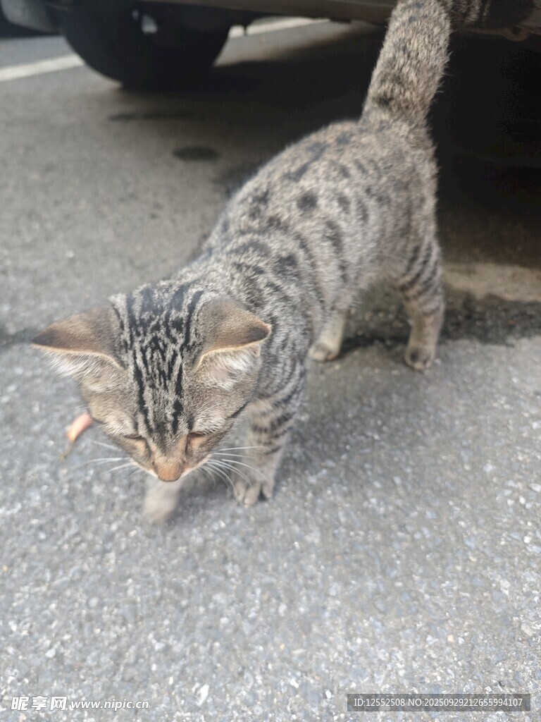 行走的花纹猫咪