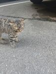 路上的花纹猫咪