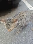 趴在地上的花纹猫咪
