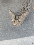 俯视视角下的可爱斑纹猫咪
