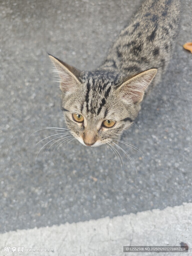 俯视视角下的可爱斑纹猫咪