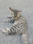 躺地的条纹小猫