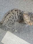 路边蜷缩的狸花猫