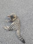 躺地玩耍的可爱小猫咪