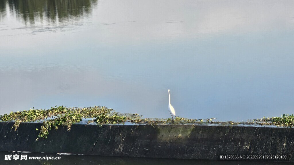 湖畔白鹭立 自然景致美