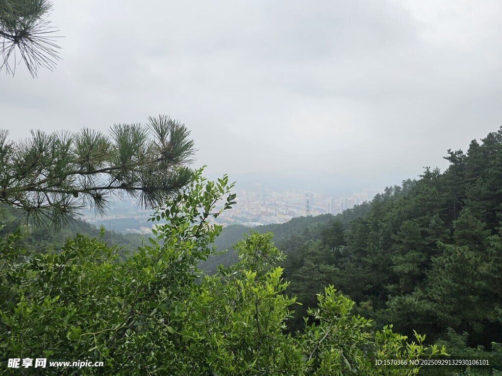 山林绿意 松枝点缀景色
