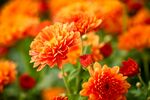 艳丽橘色菊花绽放