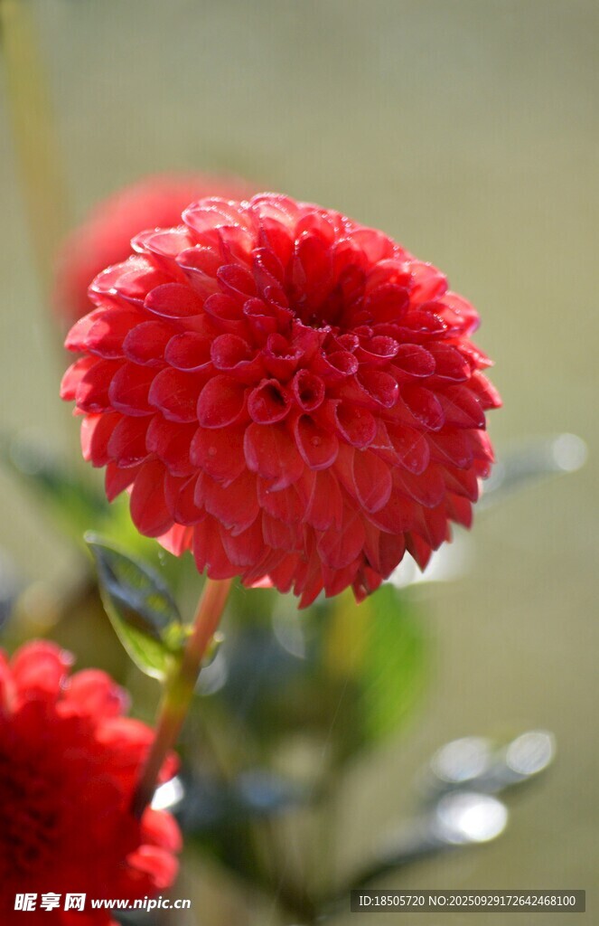 娇艳欲滴的红色小菊花