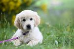 可爱金毛幼犬趴于绿草地