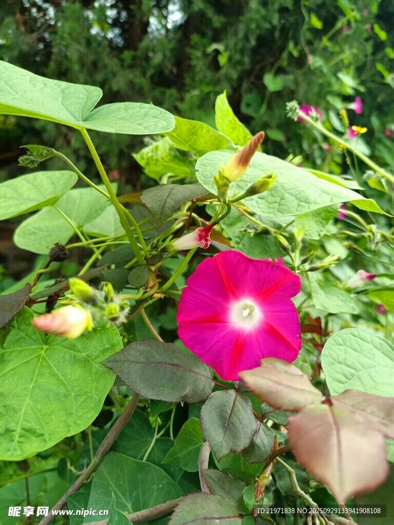 娇艳绽放的粉色牵牛花