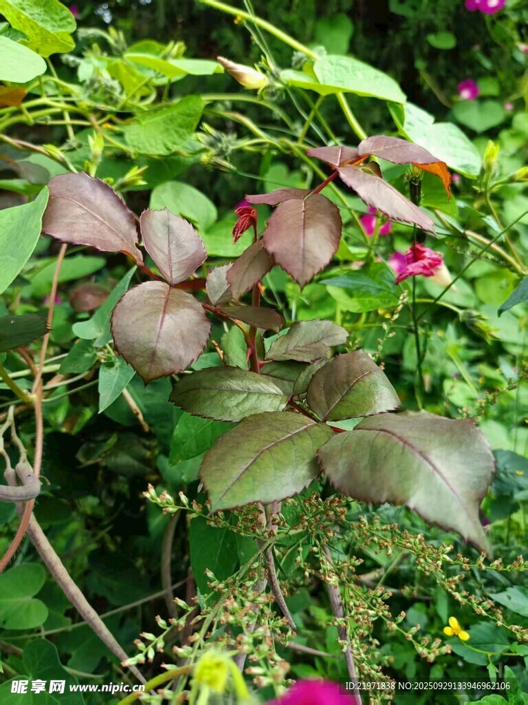 多彩植物的繁茂景象