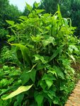 绿叶繁茂的田间植物