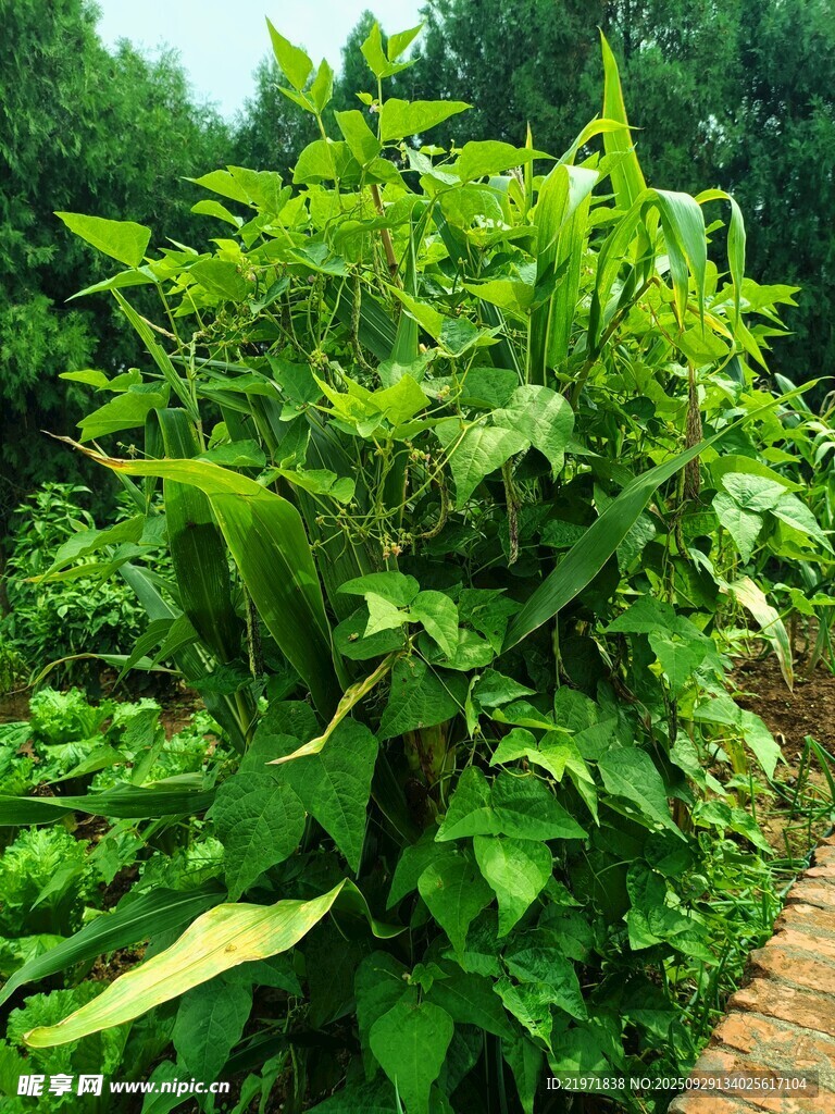 绿叶繁茂的田间植物