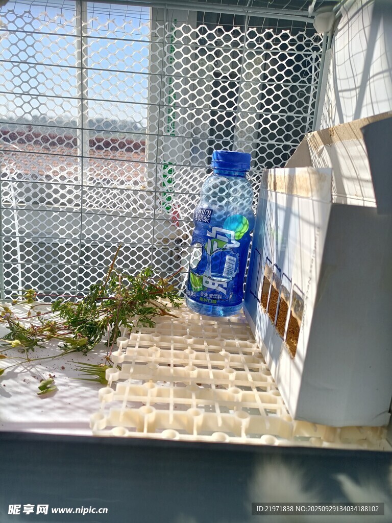 窗边的饮料与绿植组合