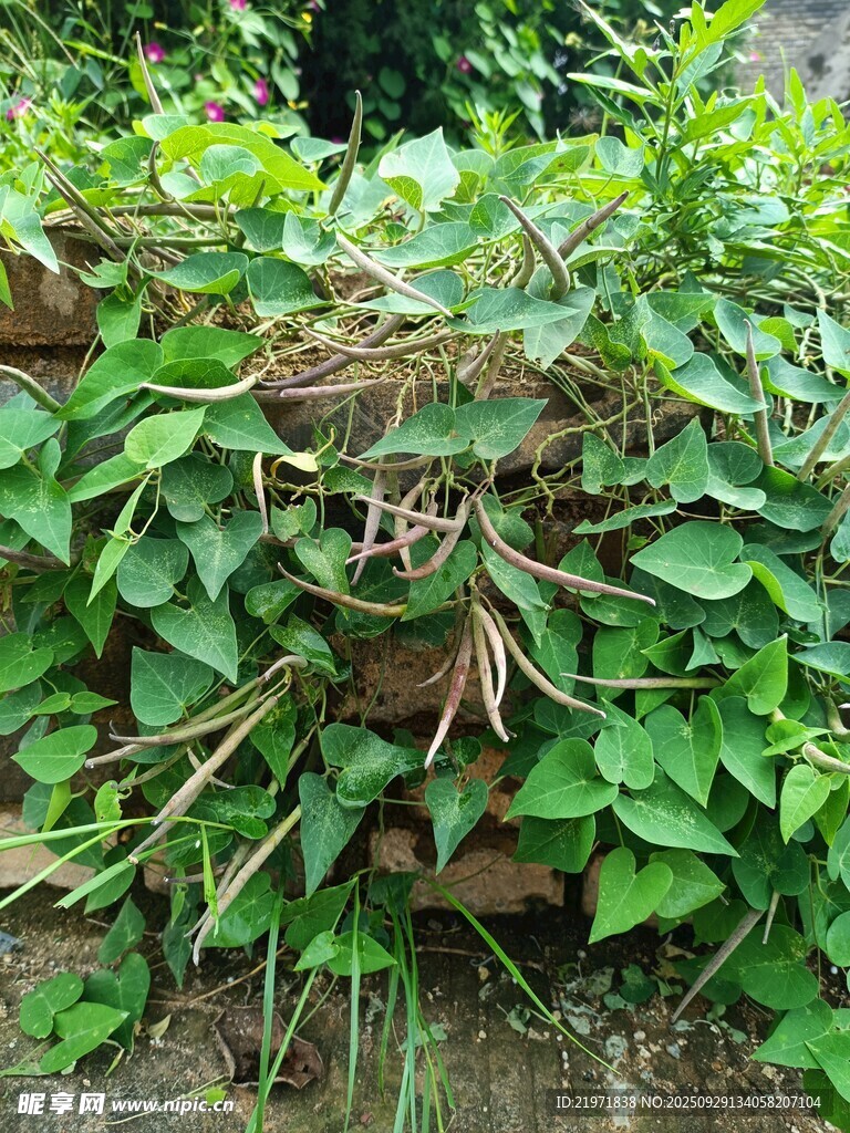 绿叶繁茂的植物景观