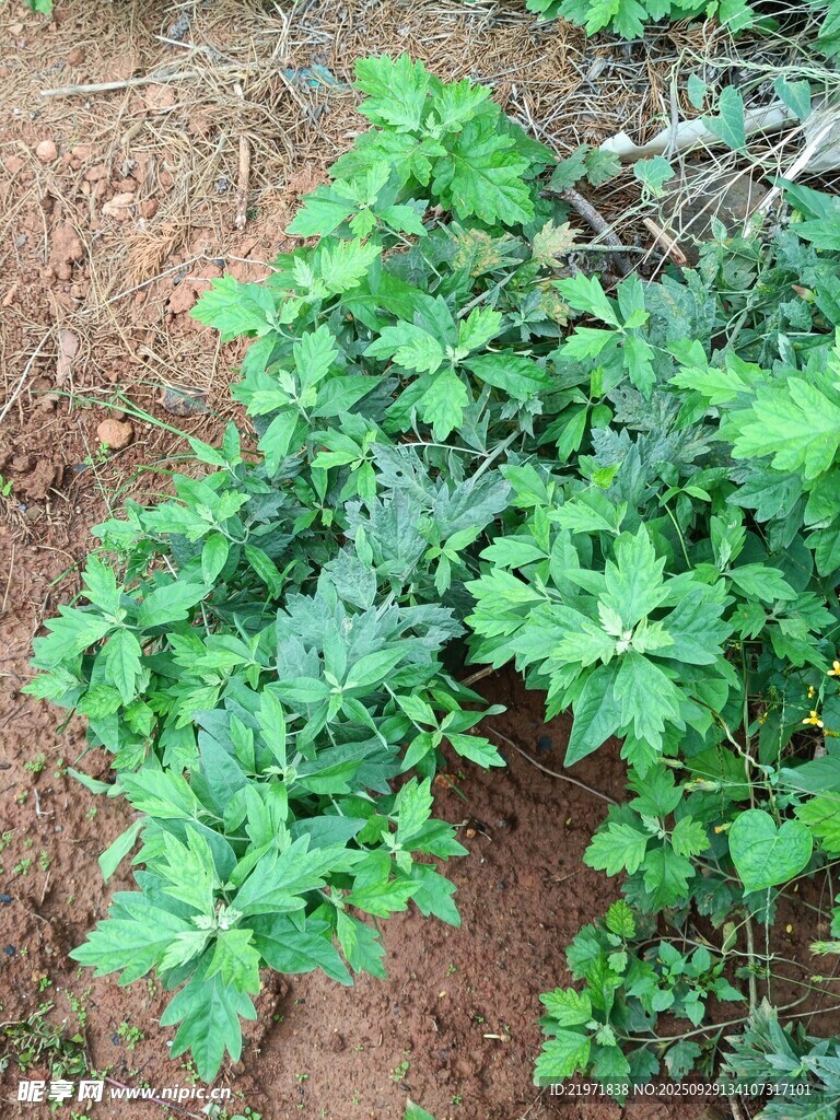 绿色植物特写