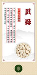 中药材 贝母展示