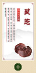 中药材 灵芝展示图