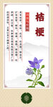 中药材 桔梗展示图