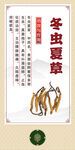 中药材 冬虫夏草展示图