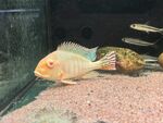 三湖慈鲷 吉利慈鲷 罗非鱼
