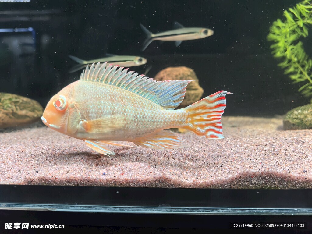三湖慈鲷