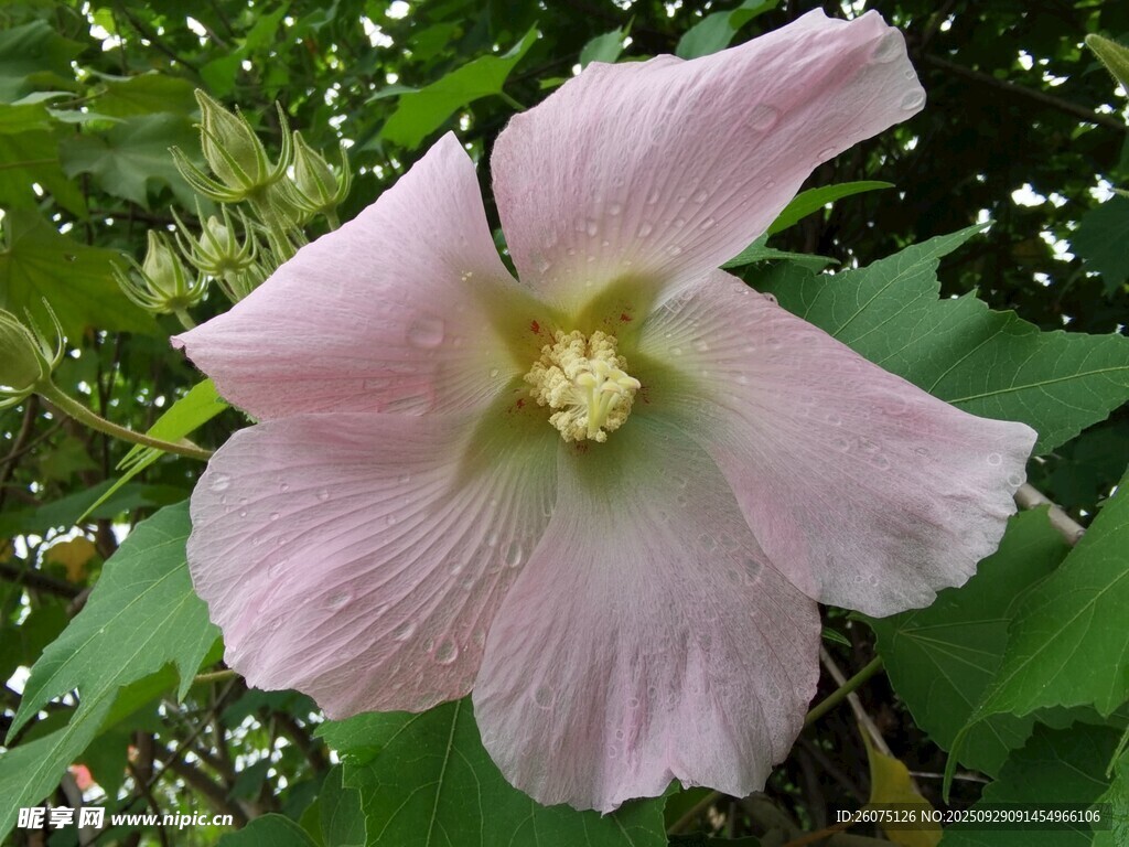 粉色木槿花特写