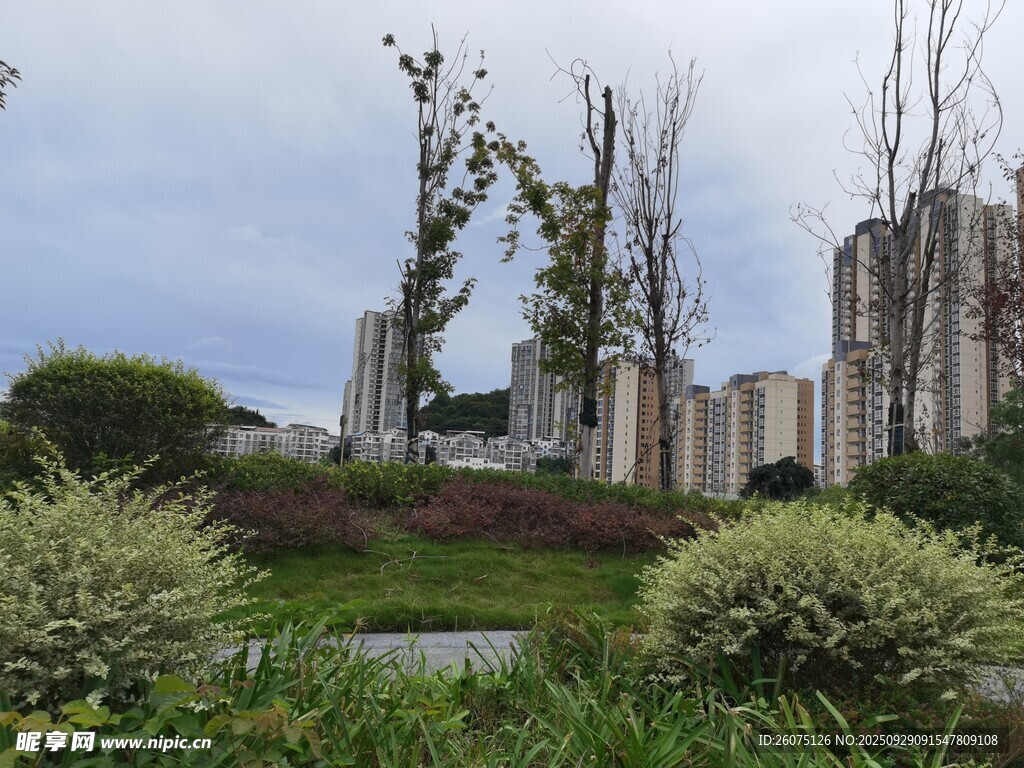 城市中的绿植与建筑景观