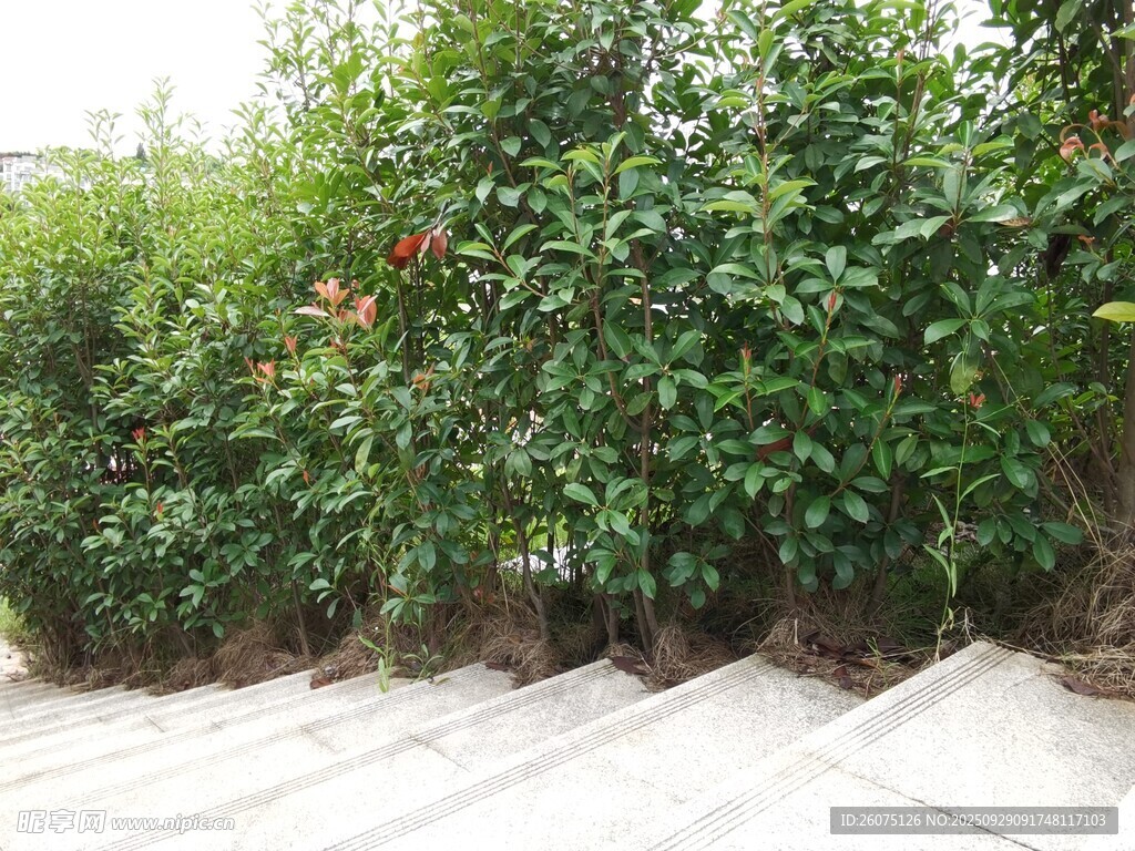 庭院绿植景观一角