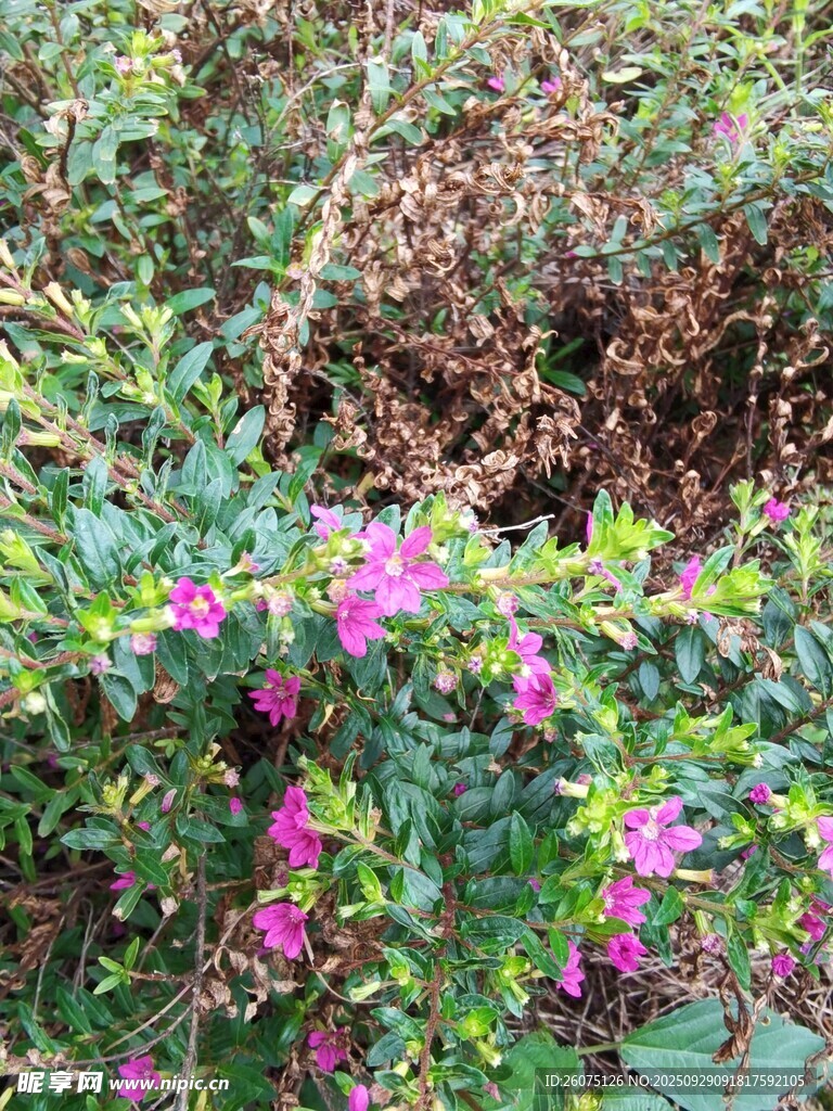 绽放的粉色野花