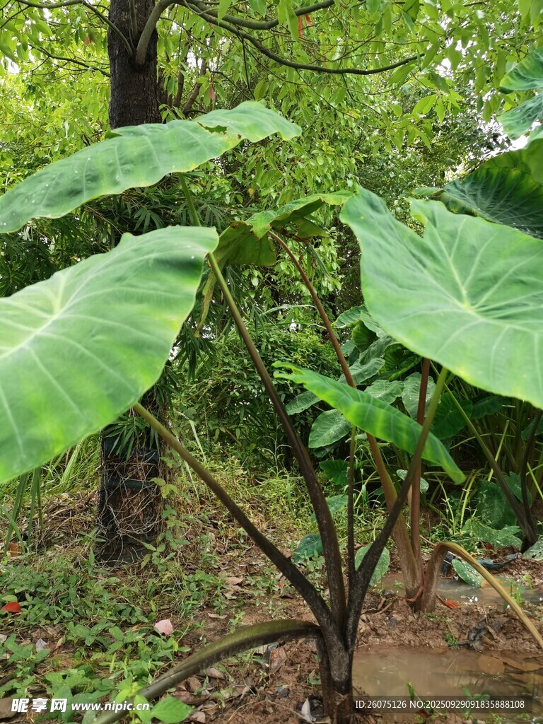 巨大叶片的芋类植物