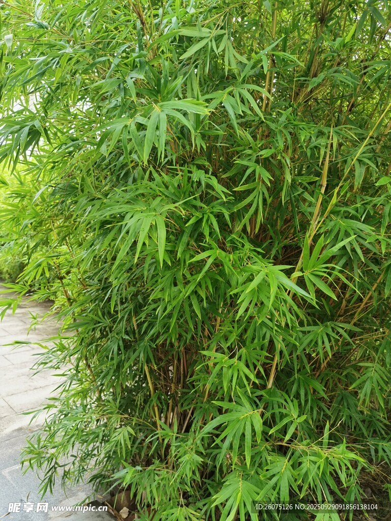 路边翠绿繁茂的竹林