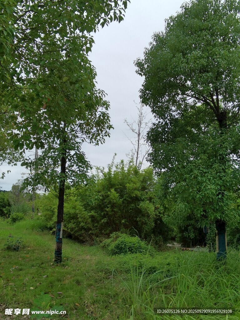 绿意盎然的林间草地
