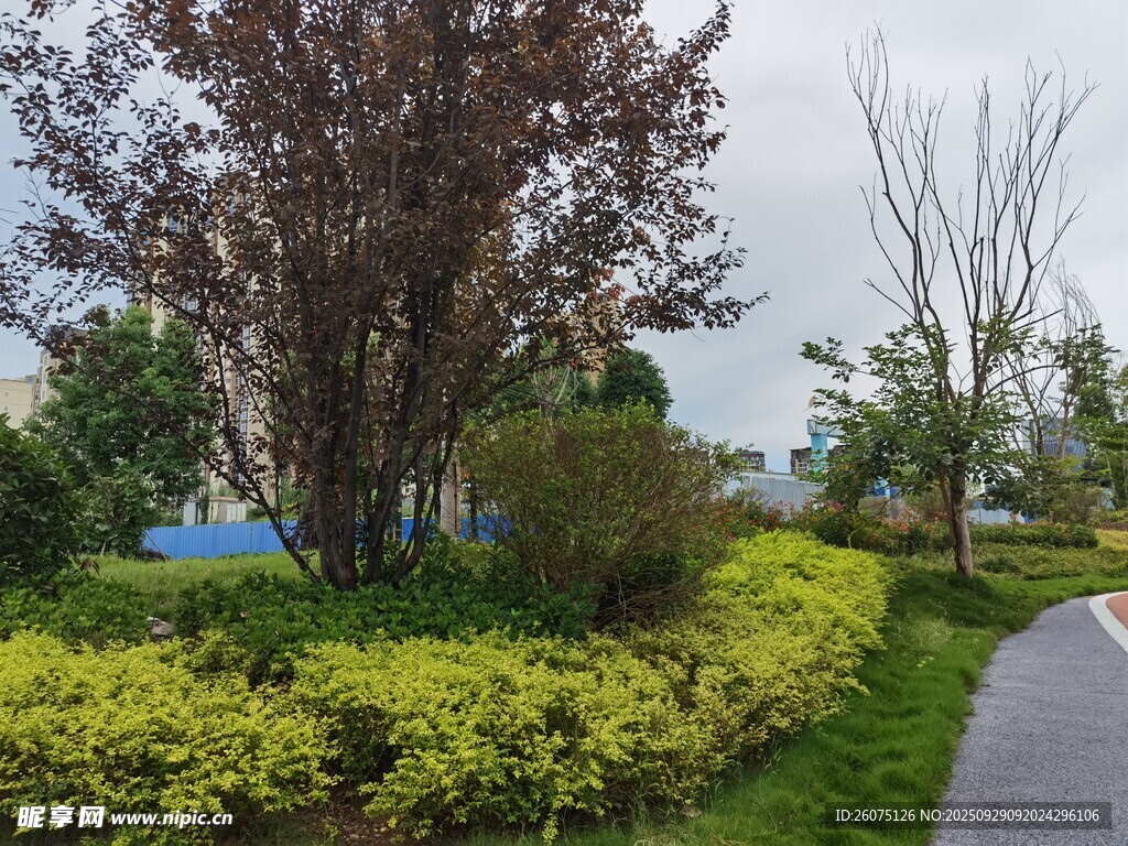 路边绿意盎然的园林景观