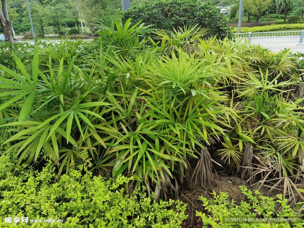 翠绿丛生的多样植物景观