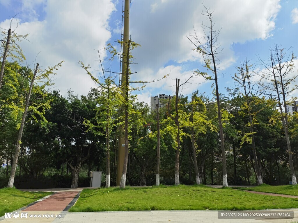 城市中的绿意公园景观
