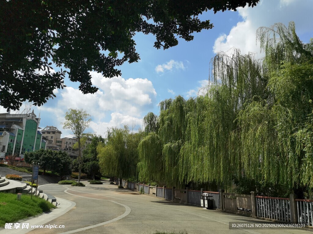 道路旁垂柳成荫景色美