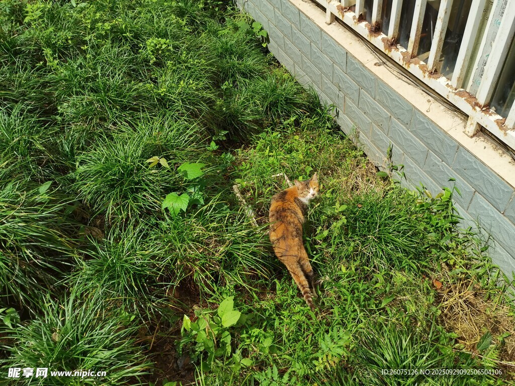 草丛中的小猫